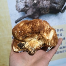 西藏野生猴头菇（食用菌）
