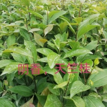 阴香，天竺桂，营养小袋苗，支持现场看货基地直销