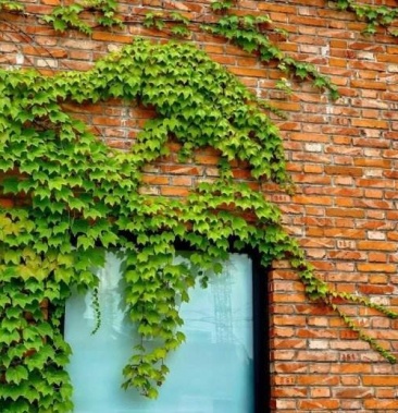 爬山虎种孑爬山虎种子攀爬藤蔓爬藤植物种子小三五叶室内户外