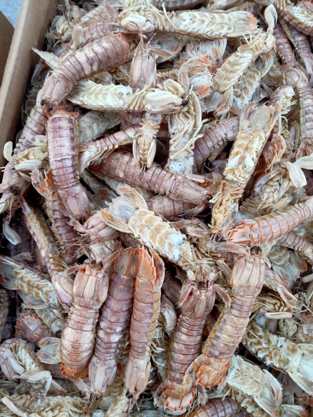 [琵琶虾批发]新鲜熟皮皮虾,虾爬子,琵琶虾,虾姑,产地直销价格10.