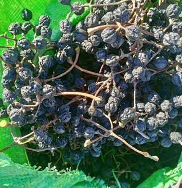 黄柏籽黄菠萝果干品黄柏果