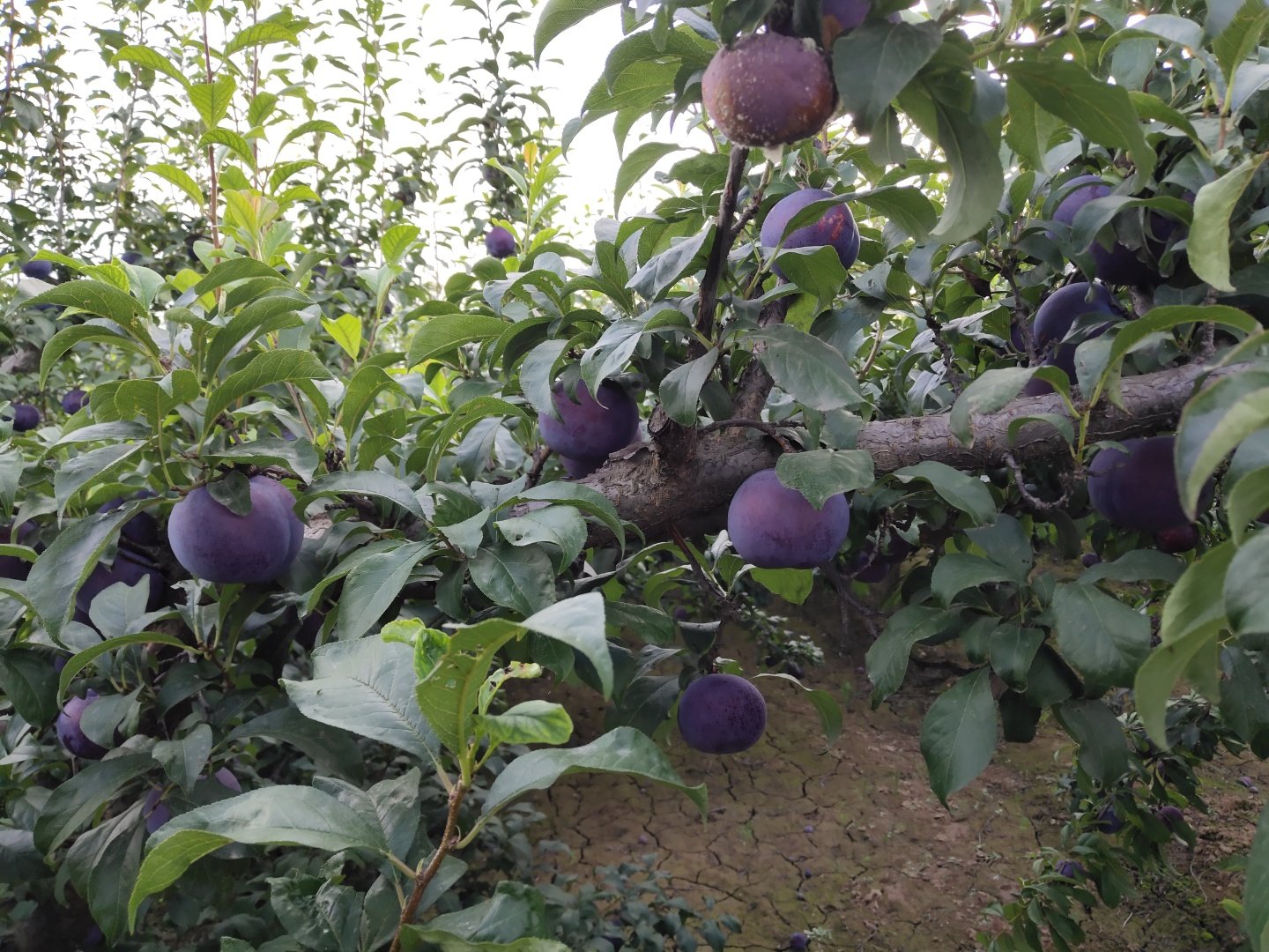 不同成熟度的黑布林李子对比图,展示颜色与质地差异 黑布林李子选购对比图