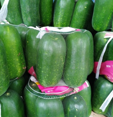 聊城莘县精品小绿冬瓜