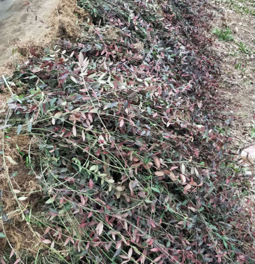 小叶扶芳藤爬墙栽山护坡固土扶芳藤四季常青藤类