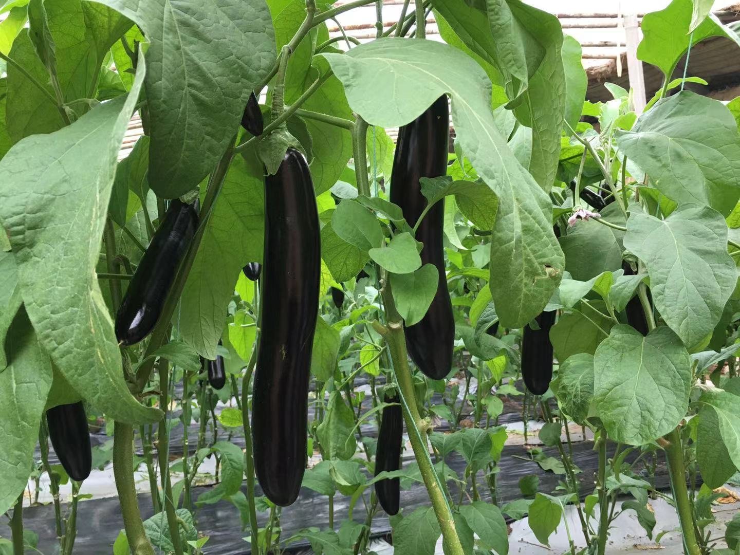 实验室中提取茄青素的科研场景