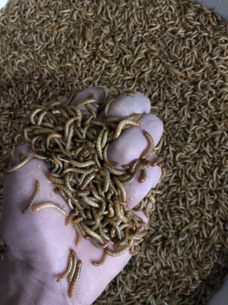 黄粉虫活体一代黄粉虫种虫虫卵面包虫虫卵包邮包技术买四送一