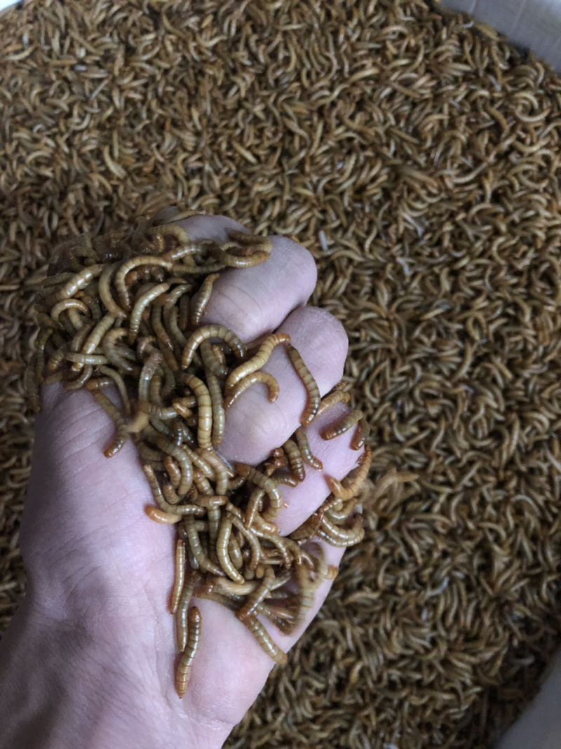 黄粉虫活体一代黄粉虫种虫虫卵面包虫虫卵包邮包技术买四送一