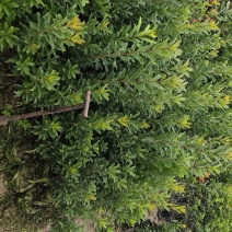 杨梅杯苗营养袋苗成活率高提供种植技术支持量大从优