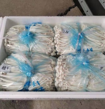 白玉菇,一箱4包,净重16斤