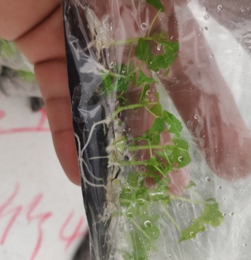 番木瓜组培苗大青大白中白