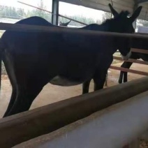 肉驴苗免费送货，提供技术，急售3000头