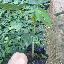 水果木瓜苗杯苗带杯发货