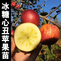 新品富士苹果树苗嫁接冰糖心苹果树苗当年结果南北方种植