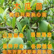 地栽木瓜苗药用木瓜树苗地栽盆栽木瓜苗木瓜树苗