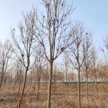 12公分楸树10公分楸树