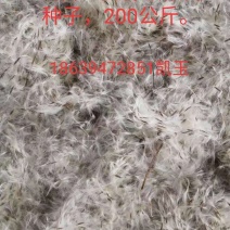 楸树种子，梓树种子大量批发