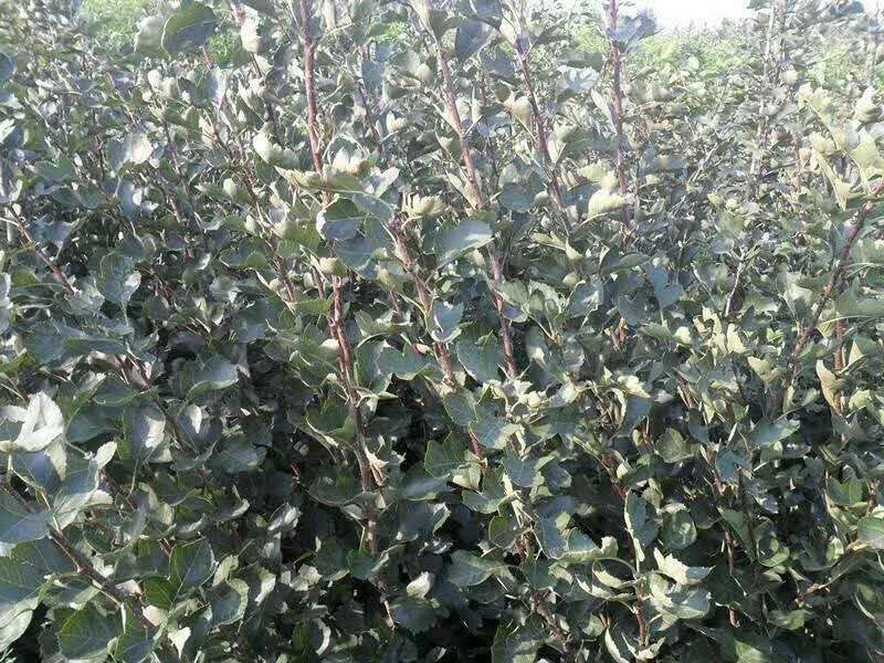 无人机航拍视角下的山楂种植园,成片的山楂树整齐排列,枝头挂满红彤彤的成熟山楂果,农民正在田间采摘,远处有晾晒棚,展现从田间到加工的完整产业链 山楂种植园航拍