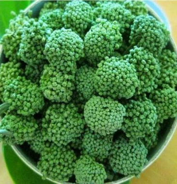 三七花,常年批发供应药食同源各种规格三七花