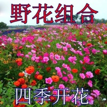 野花组合四季开花植物耐寒花种易活多年生花卉室外庭院好养的