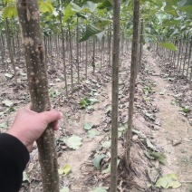 5～8公分精品楸树量大随时看树，当天发车！