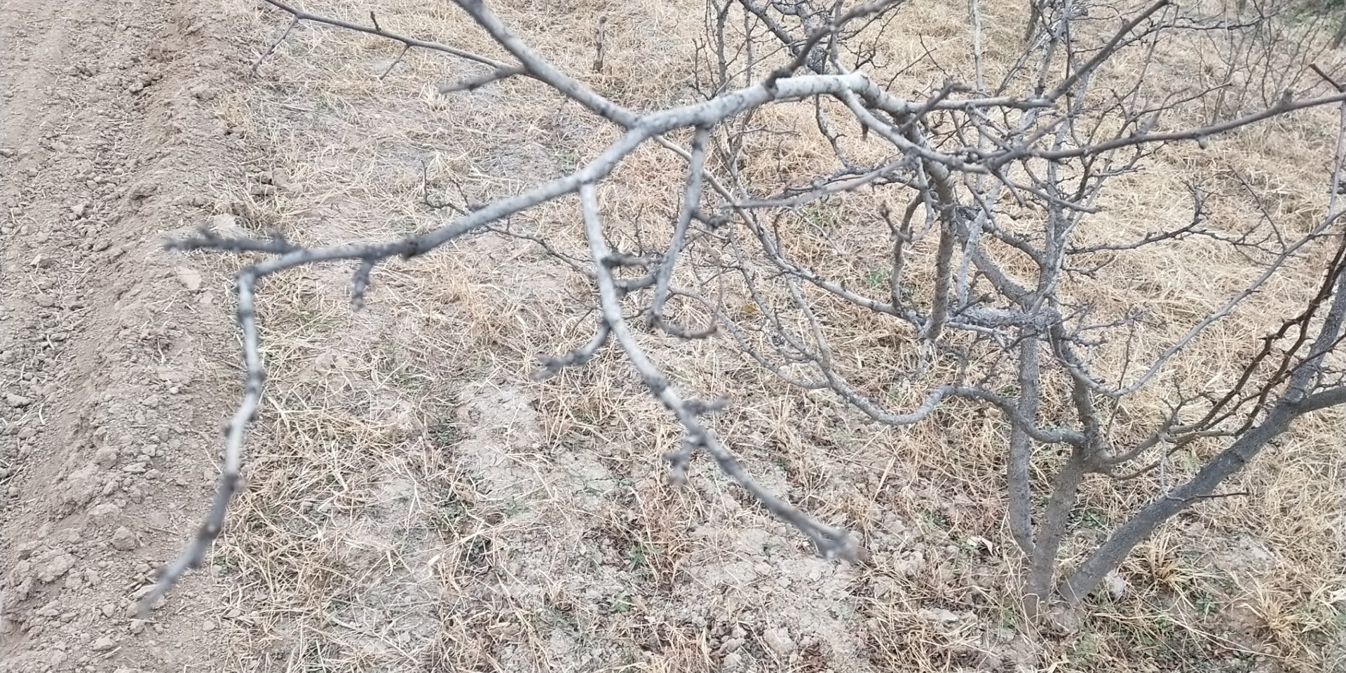 花椒树冬季防寒处理示意图