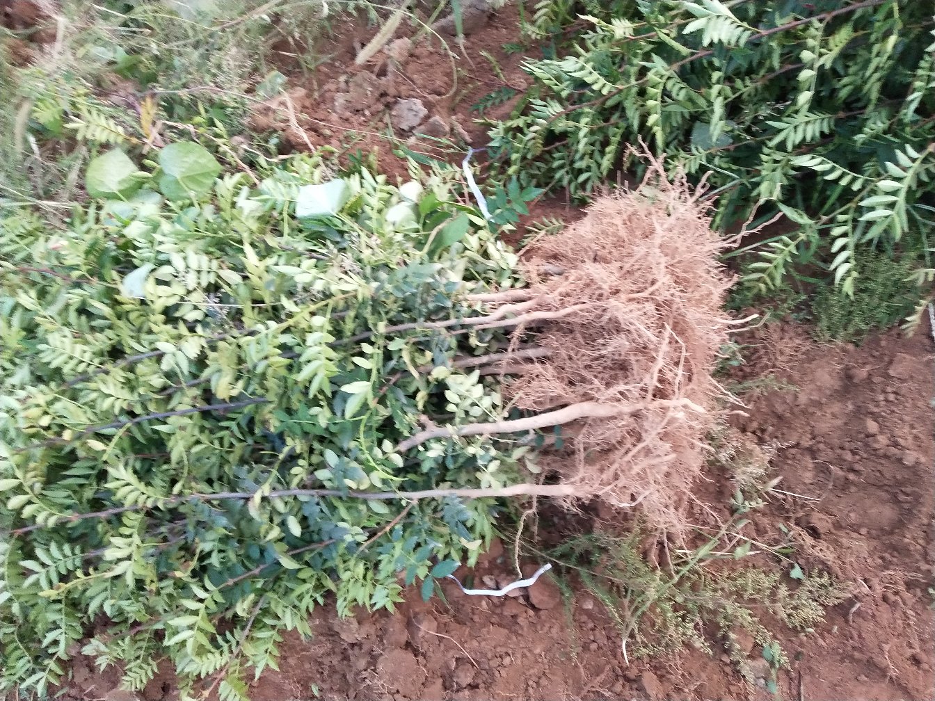 对比图左侧为施用常规化肥的花椒根系,颜色偏褐,主根粗短,侧根稀少;右侧为施用生物有机肥+海藻酸的根系,呈乳白色,须根密集如绒,分支多且活力强,明显更有利于养分吸收 花椒根系健康对比图