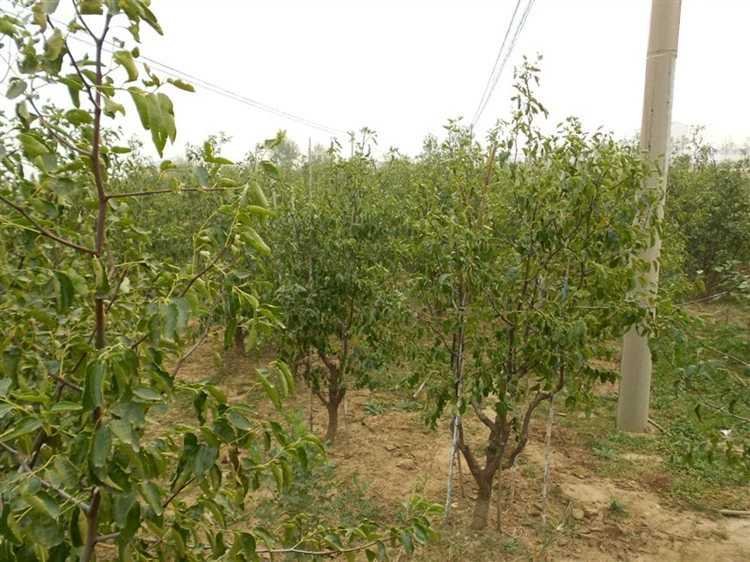 藤枣果园种植场景