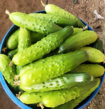 [小黄瓜批发]黄皮小黄瓜!价格3.50元/斤 - 一亩田