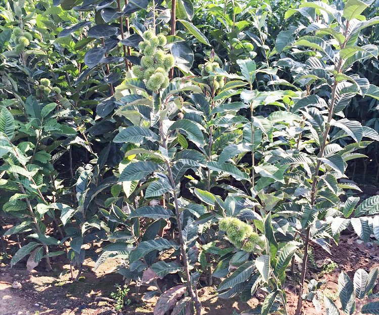 栗子种植园,展示成片成熟的栗子树,果实饱满 栗子种植园