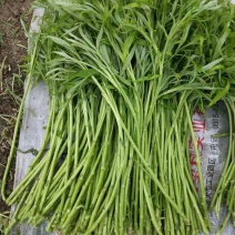 芦篙