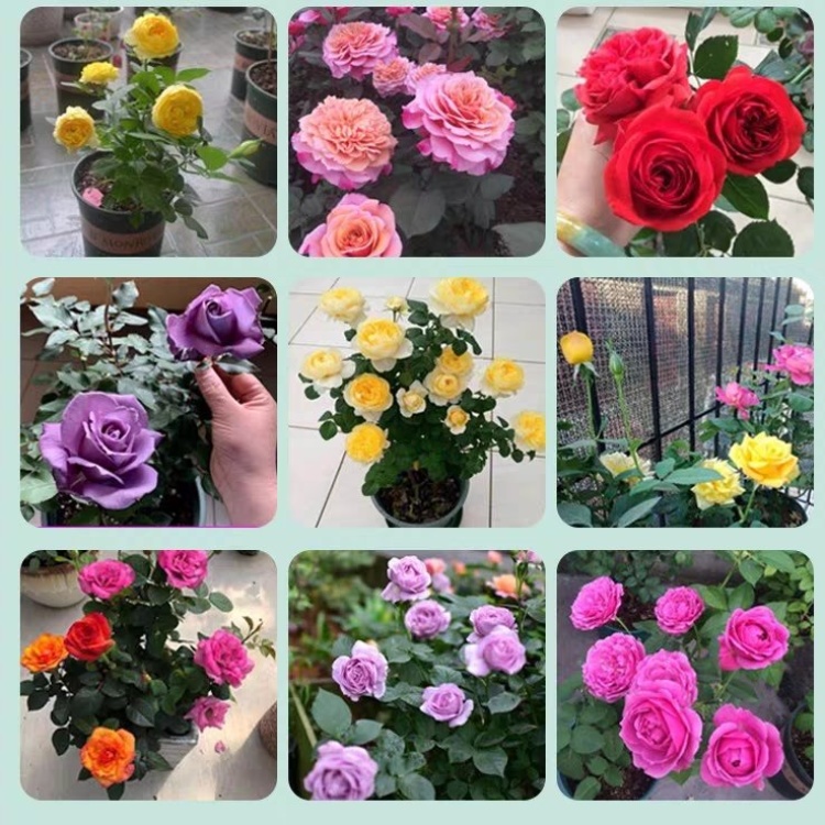 [大花月季批发](爆款)大花月季带盆带花苞发货自家苗莆现挖现卖包成活