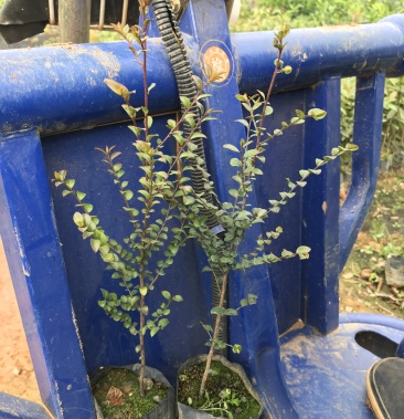 小叶紫檀苗紫檀造型苗小叶紫檀树苗