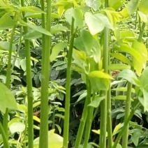 树仔菜鲜芽（天绿香），产地直供