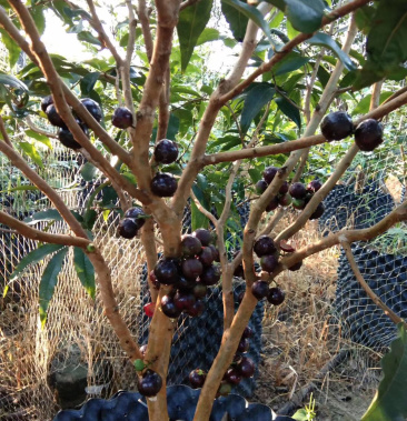 四季嘉宝果苗南北方旱生嘉宝果树名贵果树四季嘉宝果树苗