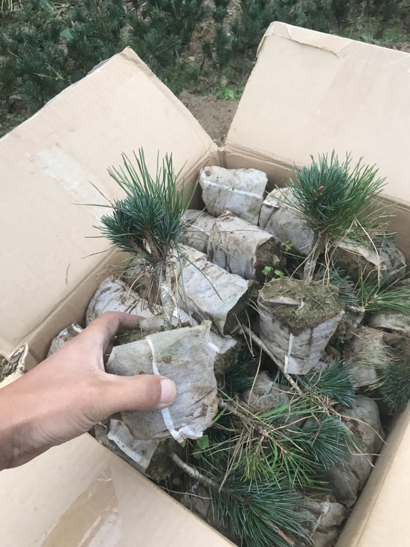 山东日照东港区松树苗 6.00元/棵五针松小苗 五