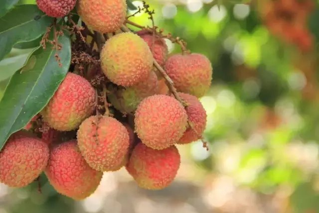 一串成熟的南红荔枝挂在枝头,果皮呈深红至紫红色,表面有明显龟裂纹,果形圆润饱满;背景为清晨阳光下的荔枝果园,叶片翠绿,露珠清晰可见 南红荔枝特写