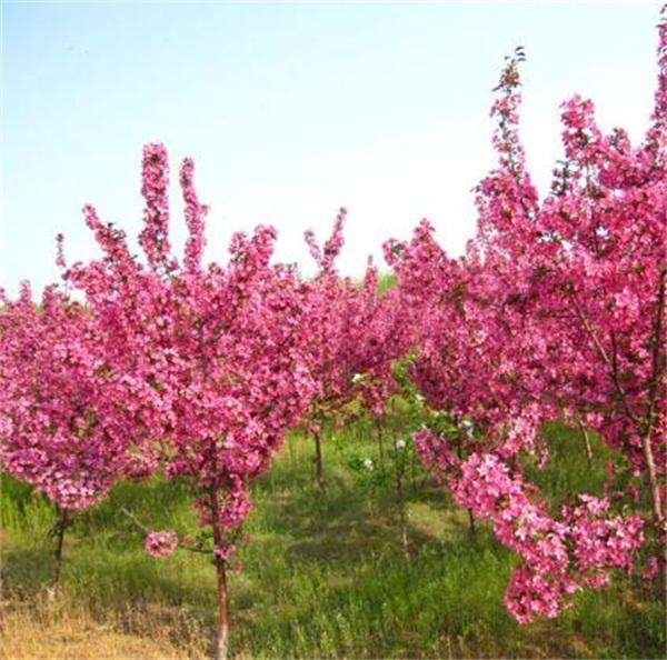 一棵高大的山竹树,枝头开着几朵淡黄色带粉红边缘的小花,花瓣四片,中心有明显的雄蕊和雌蕊结构,背景为热带雨林环境,光线柔和,显示出自然生态下的开花状态 山竹树开花特写