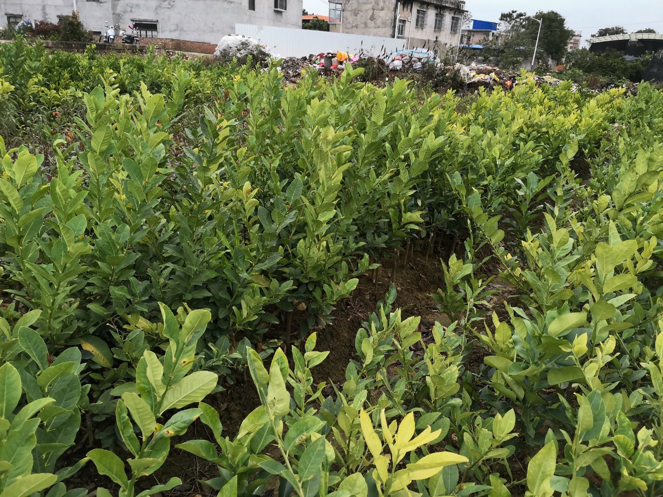 柠檬树种植现场图