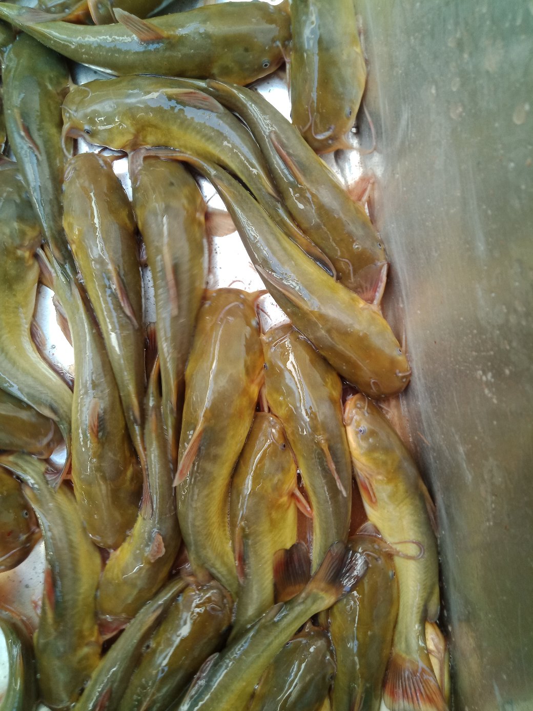 [黄颡批发]江渡鱼江渡鱼江渡鱼江渡鱼价格9.00元/斤 - 一亩田