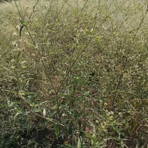 巴西人参苗包正宗带叶子发货广西苗圃发货