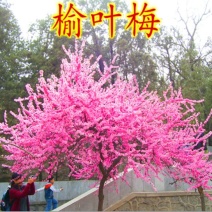 梅花树苗榆叶梅树苗盆栽苗庭院耐寒植物观赏树苗绿化苗木