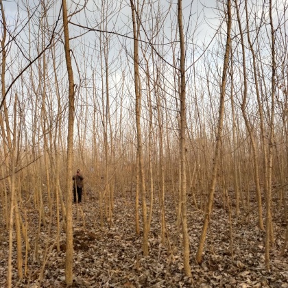 杨树价格行情_今日杨树价格多少钱一斤 _ 一亩田