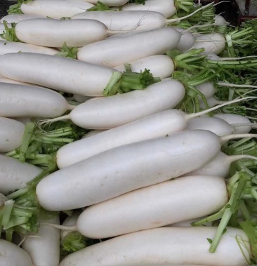 精品白萝卜韩国萝卜纯白萝卜产地直销