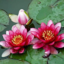 庭院池塘水池鱼缸水生睡莲水培植物水养四季大睡莲