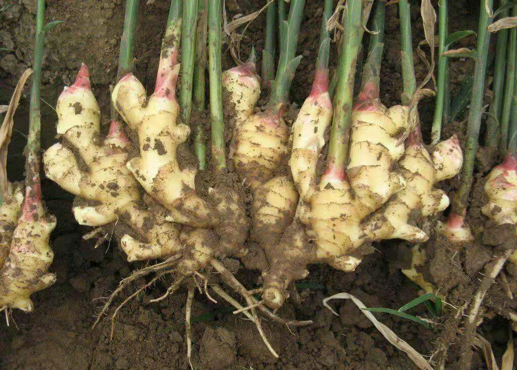 红球姜根茎切面图