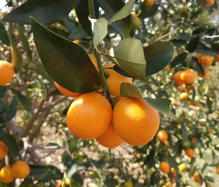 金桔树上成熟金桔特写