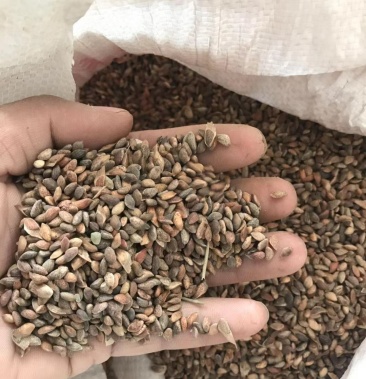 [黑松种子批发]黑松种子价格150.00元/公斤 - 一亩田