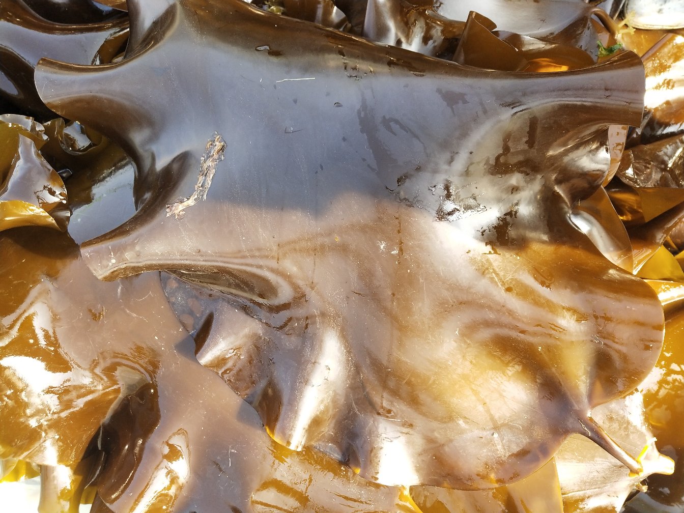 展示海带活性成分与肺部健康之间的科学关系 海带与肺部健康研究图表