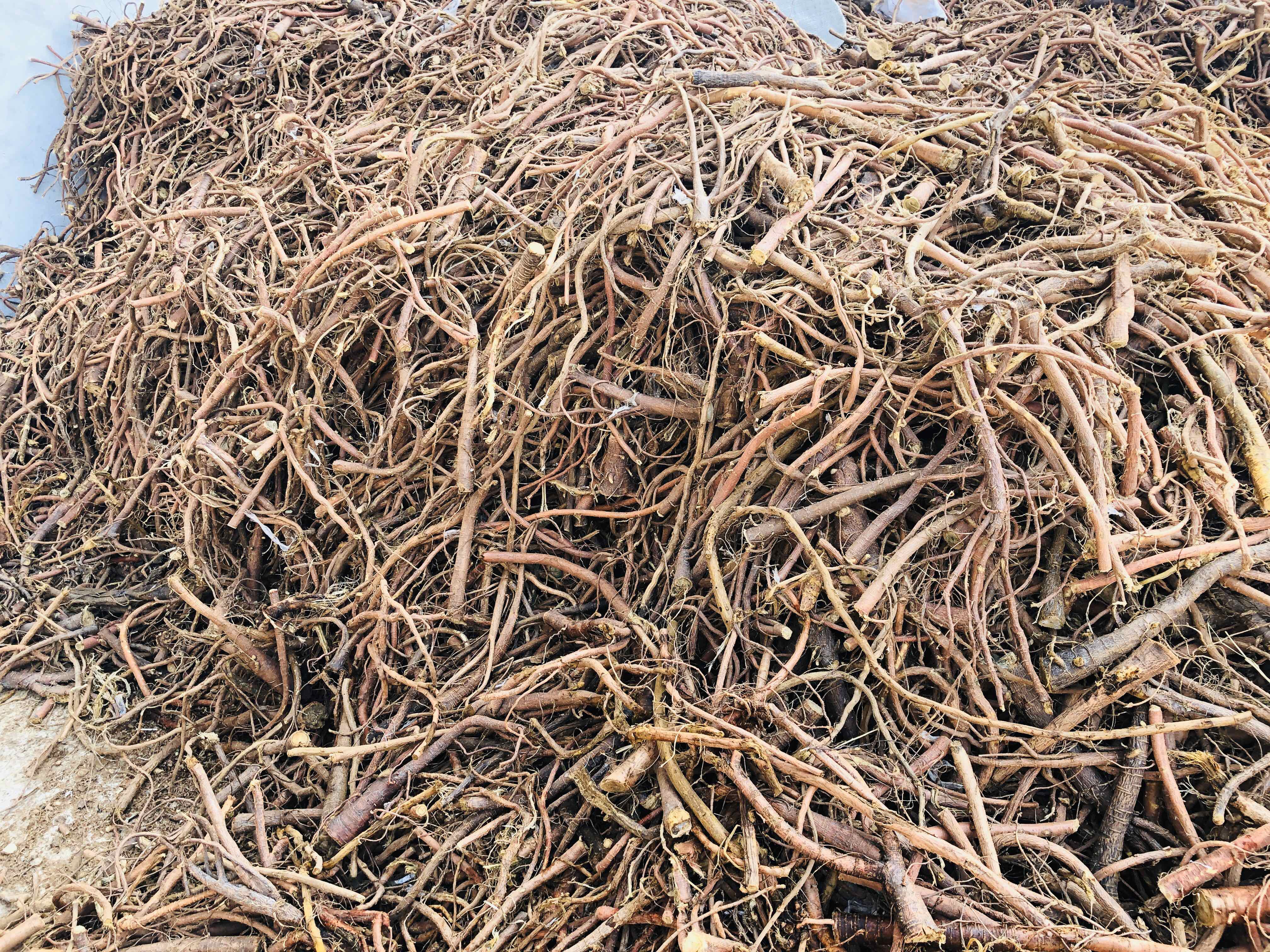 浙贝母的鳞茎形态