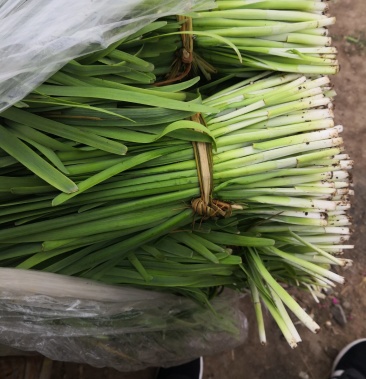 头刀二刀韭菜大量上市